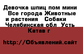 Девочка шпиц пом мини - Все города Животные и растения » Собаки   . Челябинская обл.,Усть-Катав г.